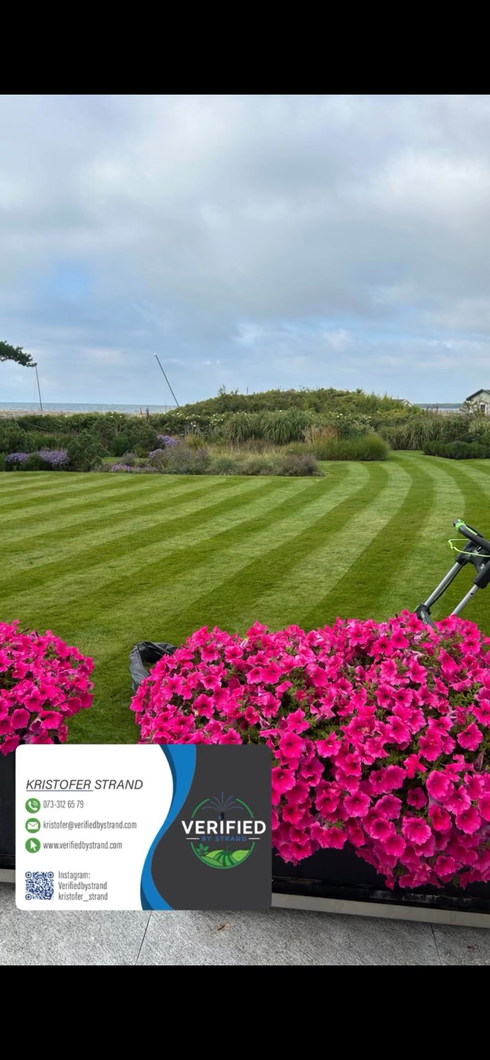 Randigt klippt gräsmatta med rosa blommor i förgrunden